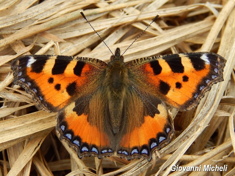 Aglais urticae dal Monte Bollettone